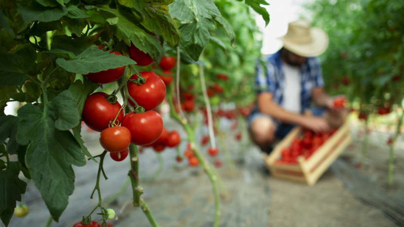 alimentacion sostenible